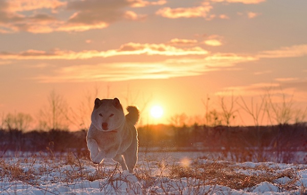 夕日を背に走る柴犬