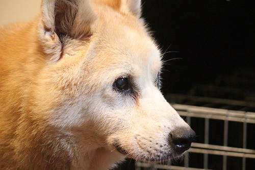 犬臭い部屋の消臭対策 ペットのニオイで悩まない5つの改善方法 老犬5匹と暮らすブログ