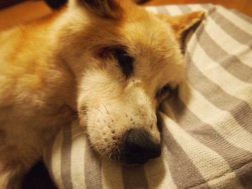 ビーズクッションで寝る老犬